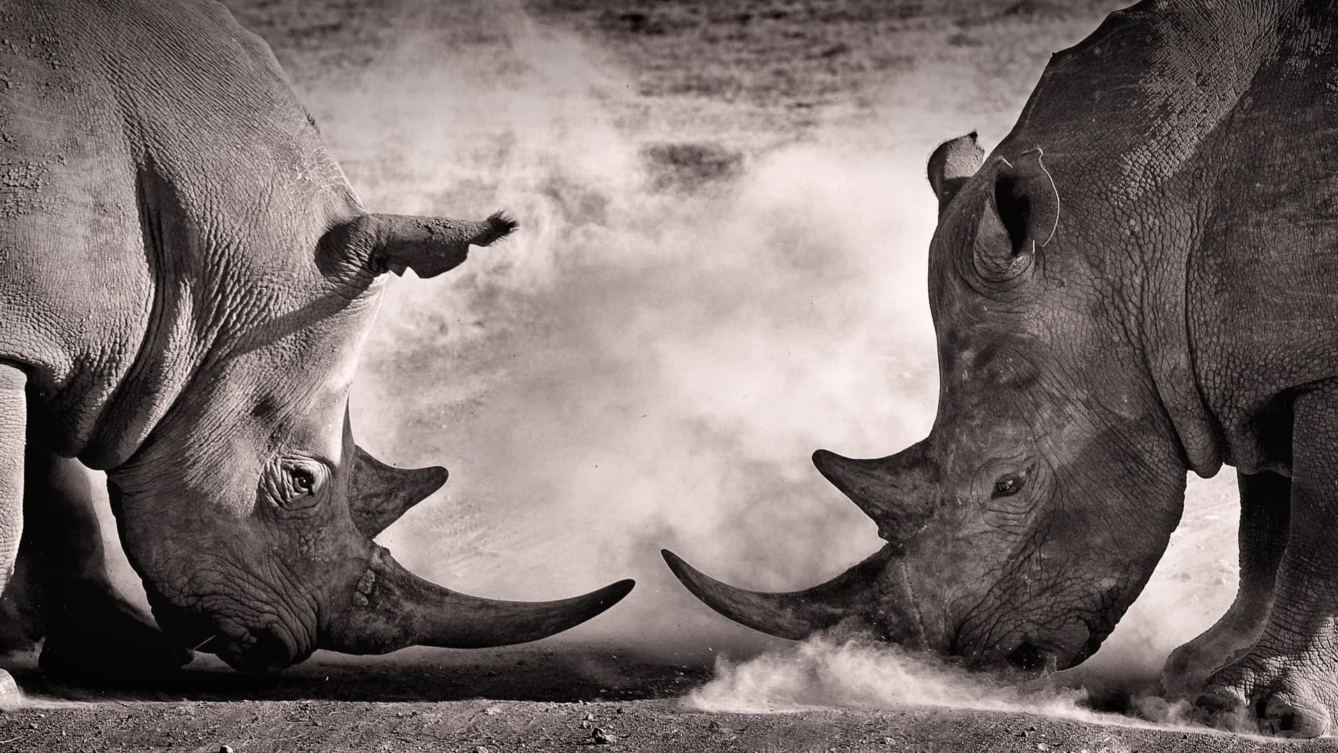 Rhinos at Hluhluwe-iMfolozi Park near The Wilds Guest House